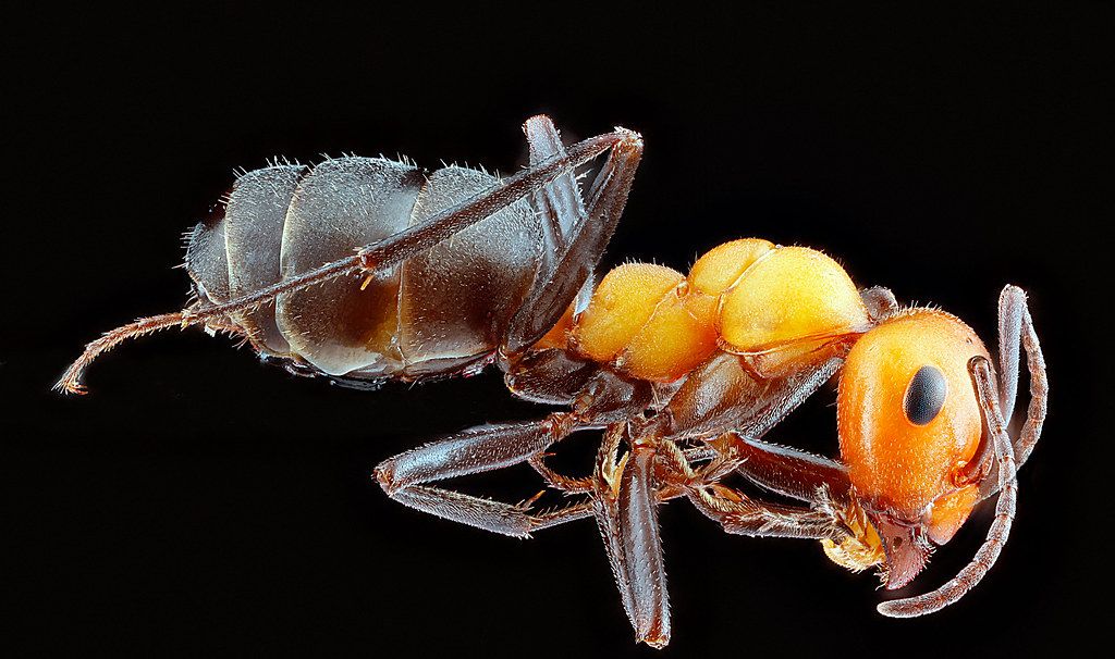 Ant Control service in Plainfield, NJ