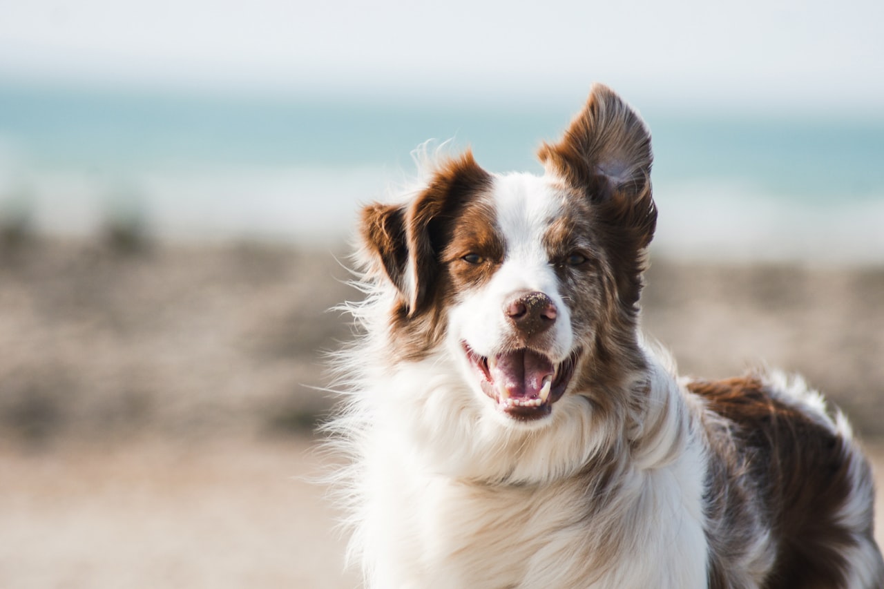 Flea & Tick Control service in Plainfield, NJ