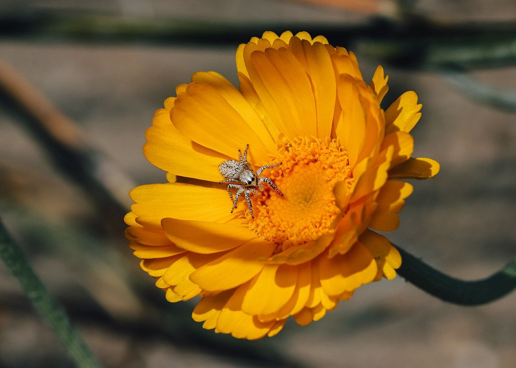 Spider Control service in Plainfield, NJ